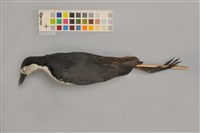 藏品(白腹秧雞)的圖片